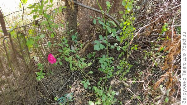 В завалах нашлась розочка — что ли её пересадить в конц концов в приличное место
