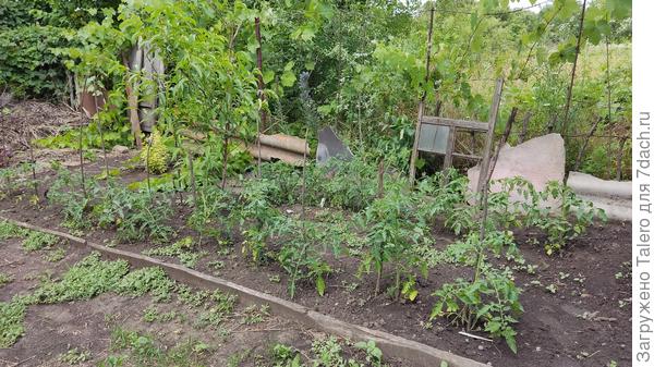 Контрольное взвешивание: местная рассада