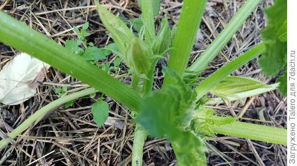 Кабачки хвастаться успехами что-то не хотят