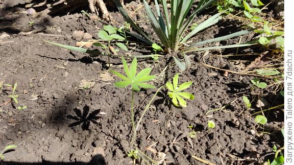 Люпинчик жив!