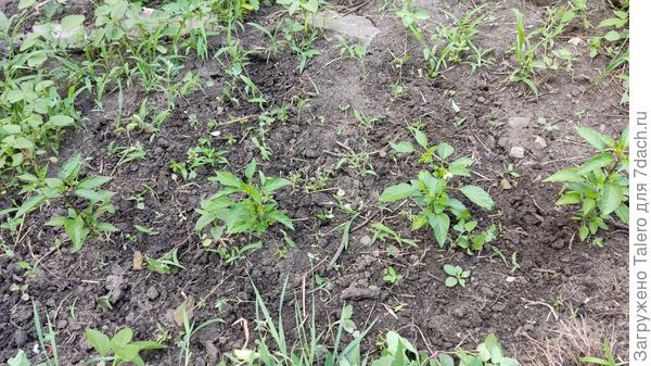 Без прополки не обошлось