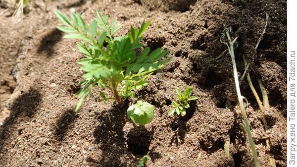 Бархатец в пне жив — как, впрочем, и муравьи