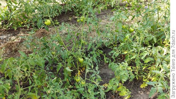 В отличие от томатов!