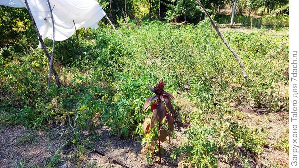 Так выглядят томаты