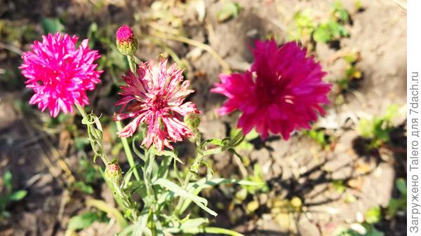 Это красные васильки — не знаю насчёт васильков, но довольно красные