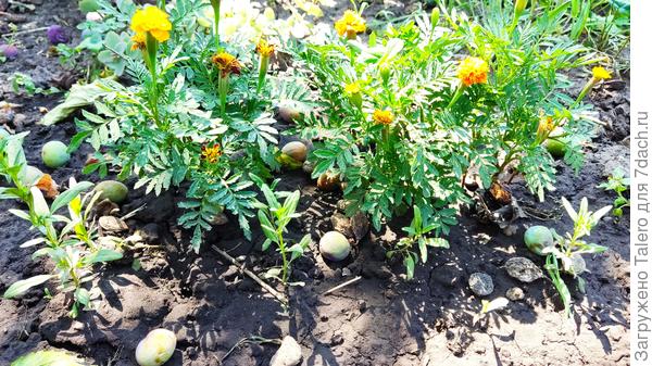 Бархатцы с иссопом (?)