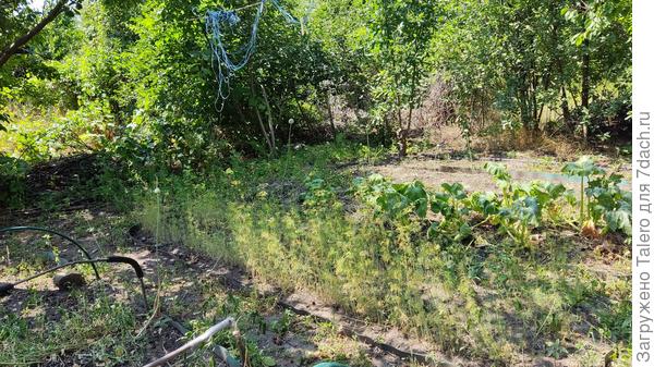 Укроп засыхает, кабачки не растут