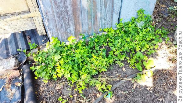 Плющ: жив, но на стену лезть не хочет