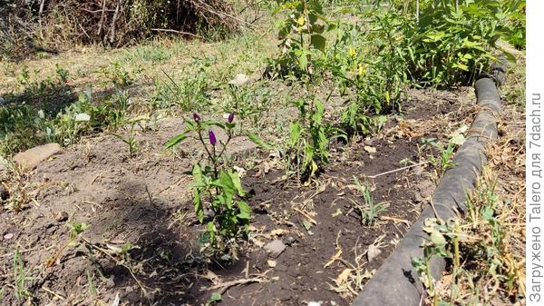 Горьким перцам совершенно не сладко