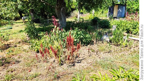 Амаранты: при смерти