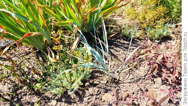 Ворованная осока решила в рост пойти, но ей тут не место