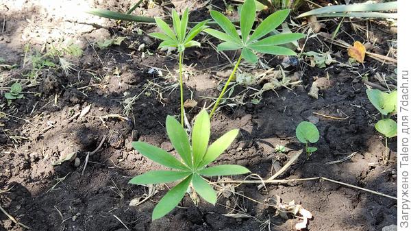 Люпинчик: пока жив