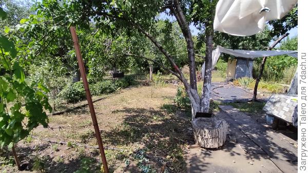 Сливы: сыпятся, порой вместе с ветками