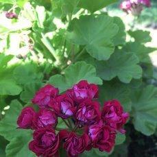 Не просто герань, а розочки