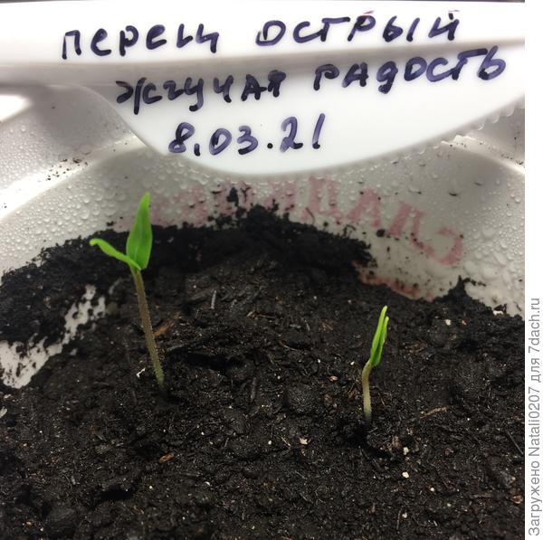 Первые всходы