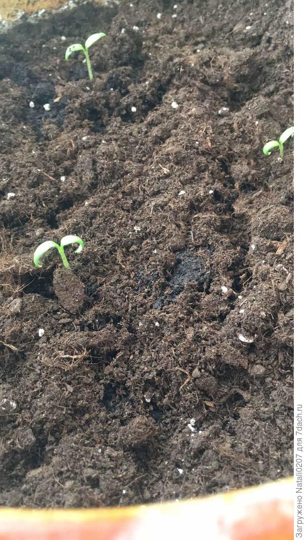 Первые семядольные листочки 12.04.2021г.