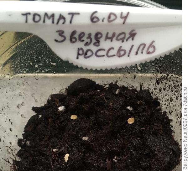 Посев семян томата "Звездная россыпь" 6.04.2021г.