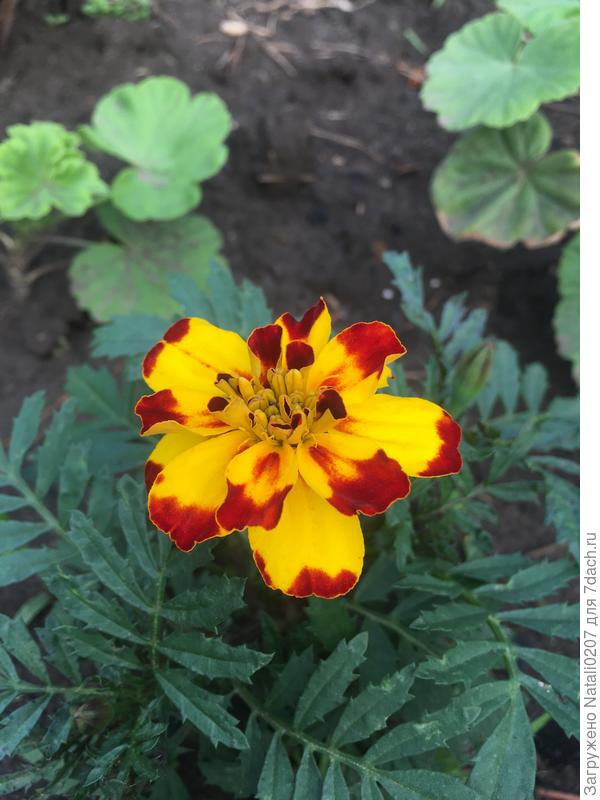 И еще такой