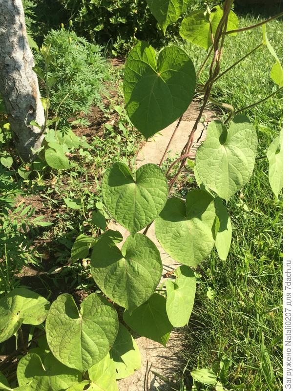 Лиана ипомеи