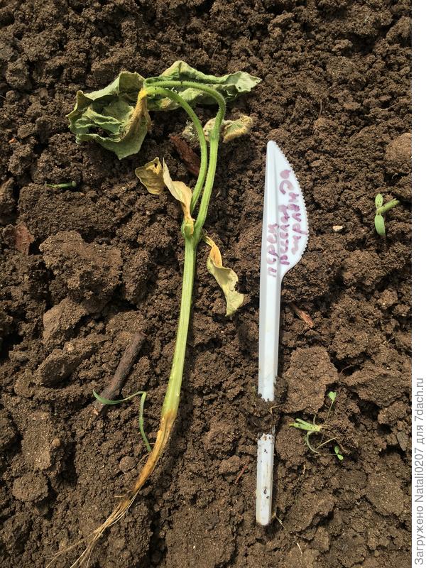 Погибший огурец