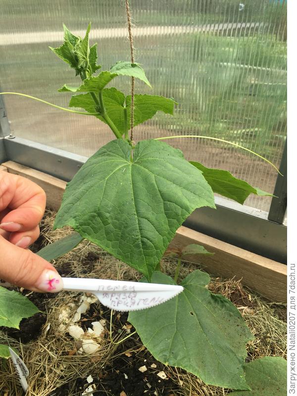 15 мая саженец укоренился