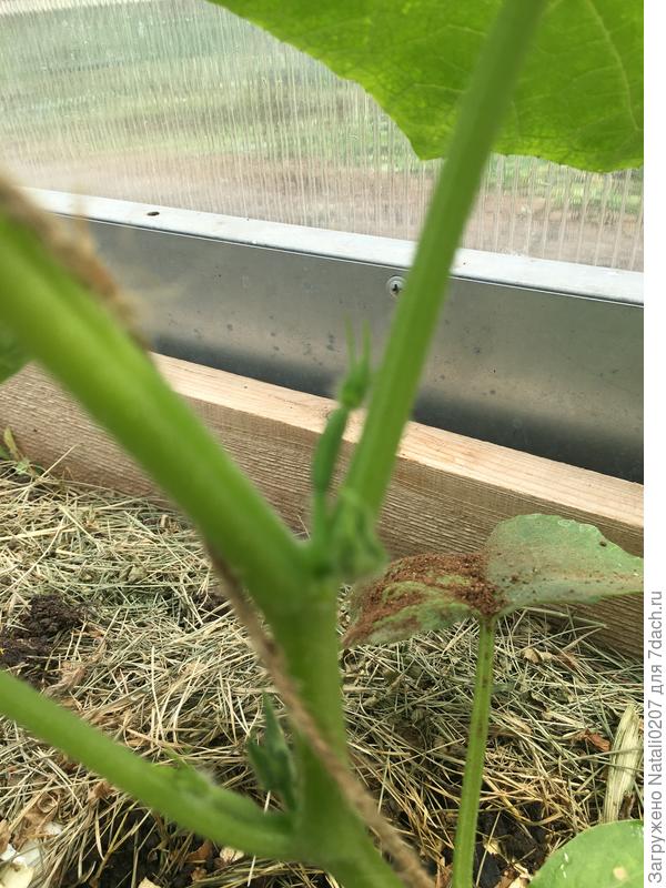 огурец "Мистер Бочкин"