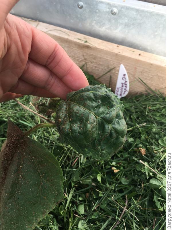 Скученные листья