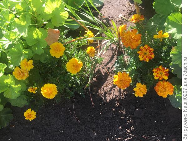 Обильное цветение