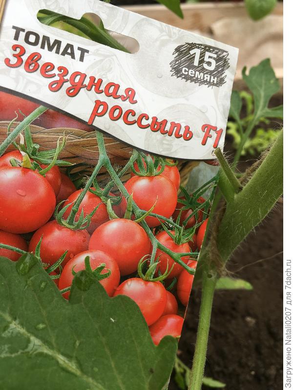 Томатики растут