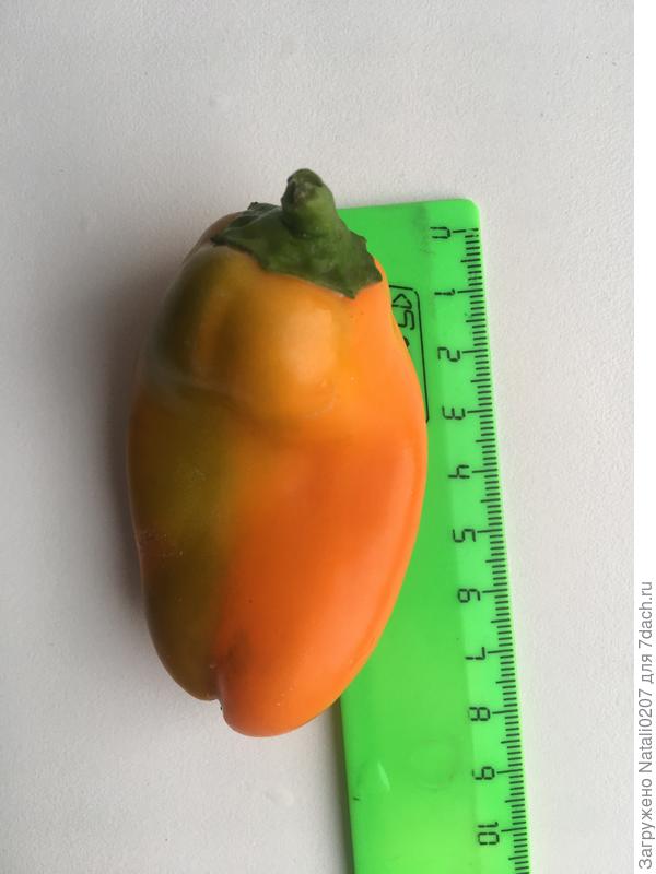 Длина сладкого перца