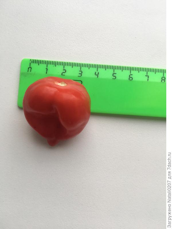 Ширина острого перца