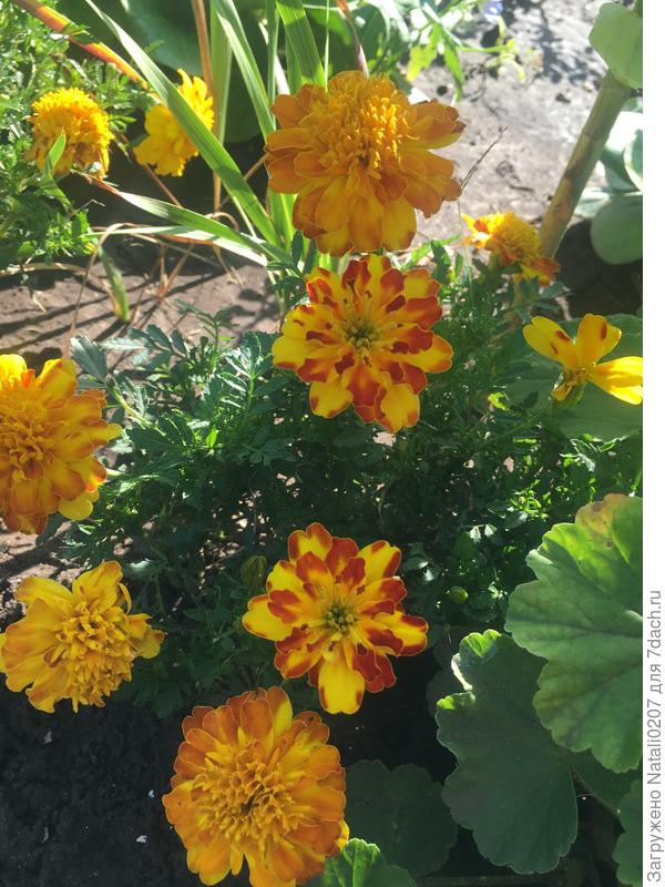 Крошки бархатцы