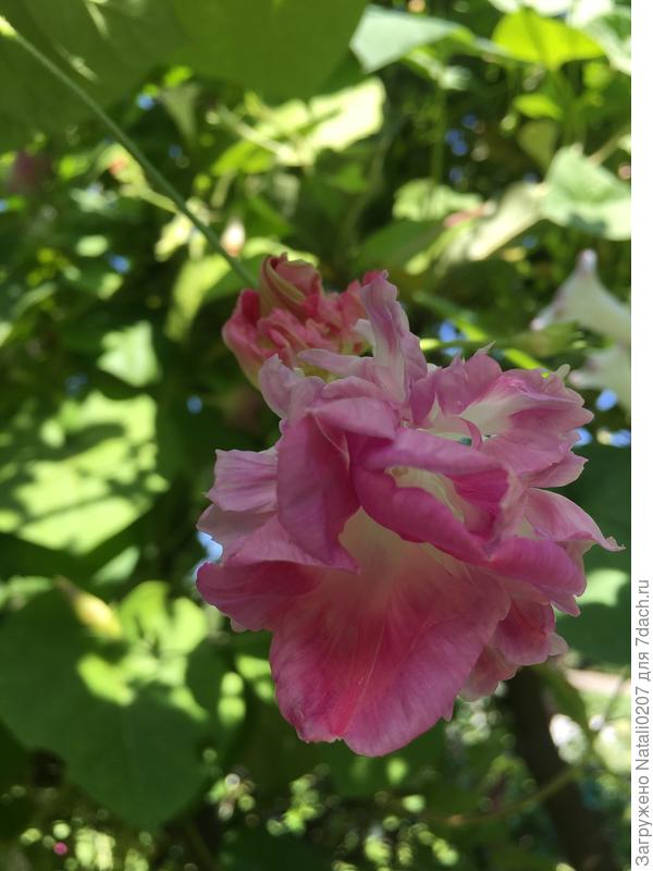 Махровые юбочки