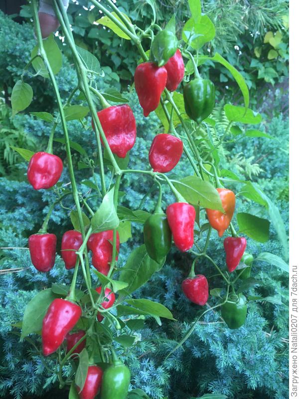 Россыпь жгучих огоньков