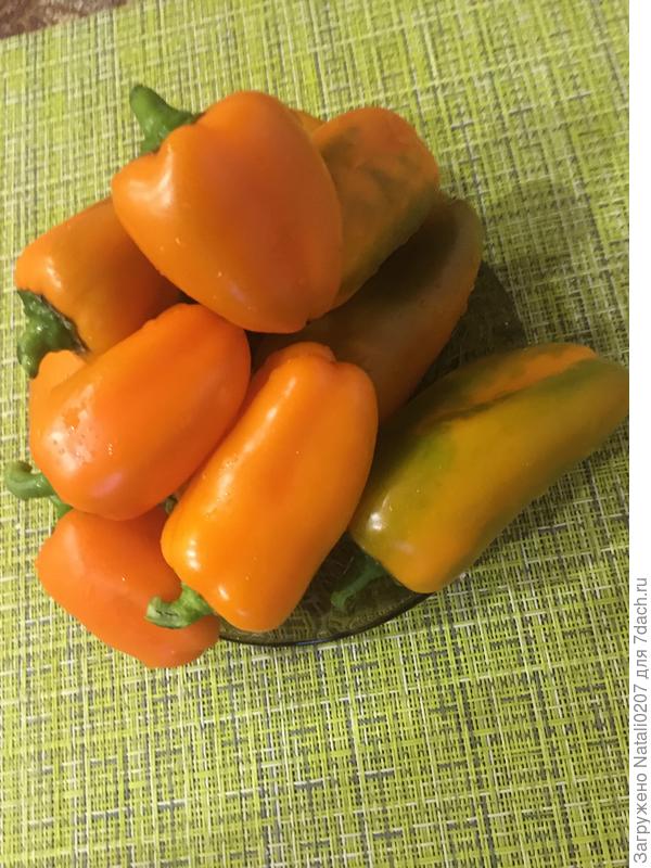 Последний урожай 29.09