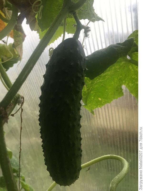 Осенние огурчики в теплице