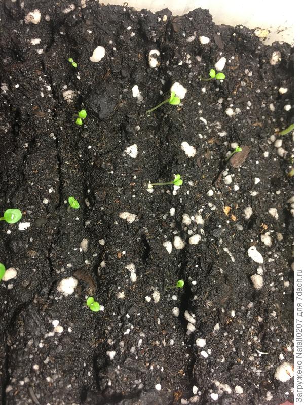Первые ростки петунии