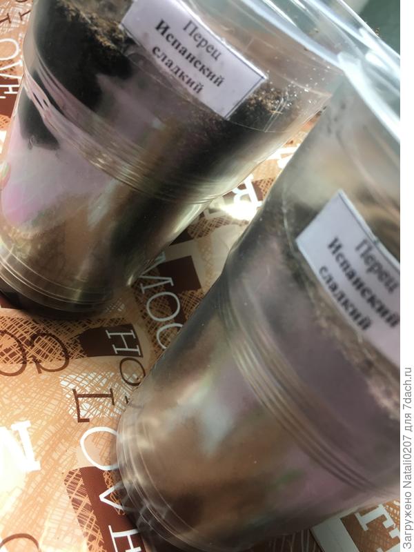 Стаканы с будущей рассадой