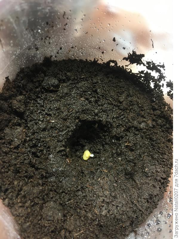 3.03.22 г.-посев