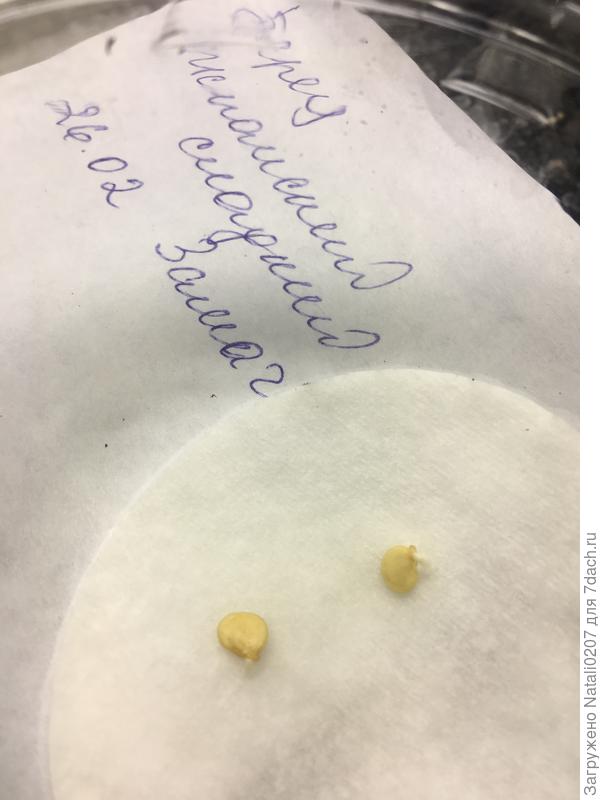 3.03.22 г. семена наклюнулись