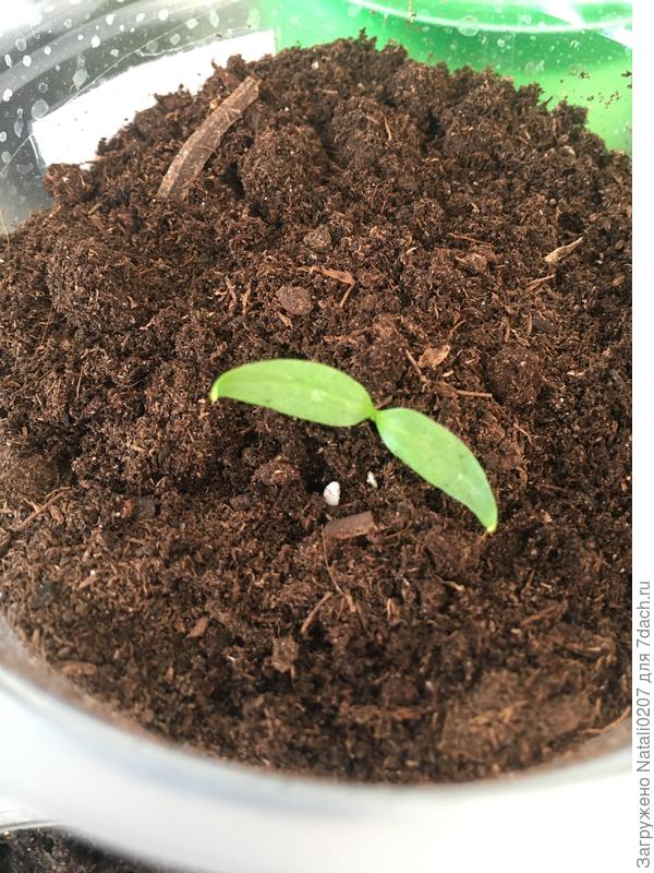 Подсыпала почвогрунт до семядольных