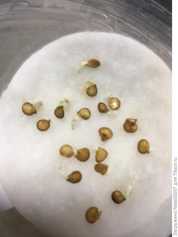 Проверка семян перца на всхожесть. Два способа проращивания. Фото
