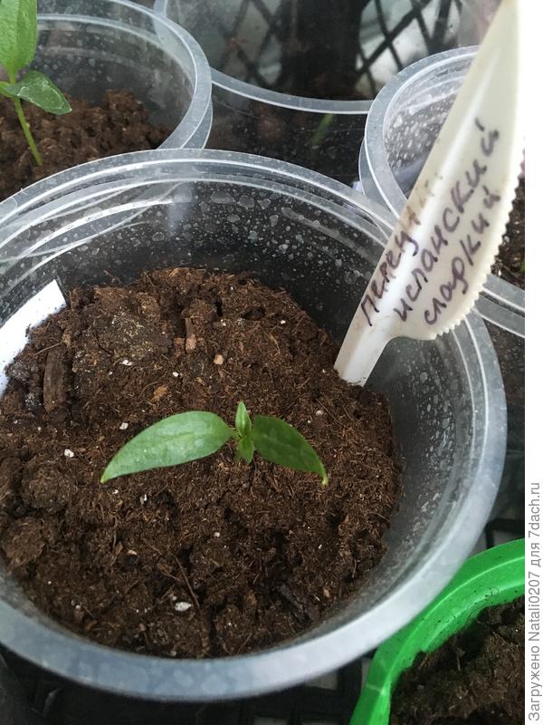 22.03 Первые основные листики перца