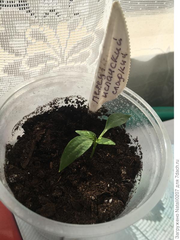 25.03 настоящие листики перца