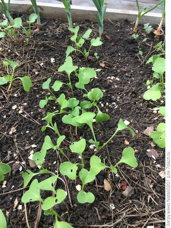 23 апреля недельные всходы