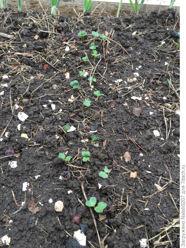 16 апреля первые всходы редиса