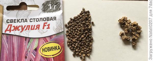 Сравнительный анализ семян