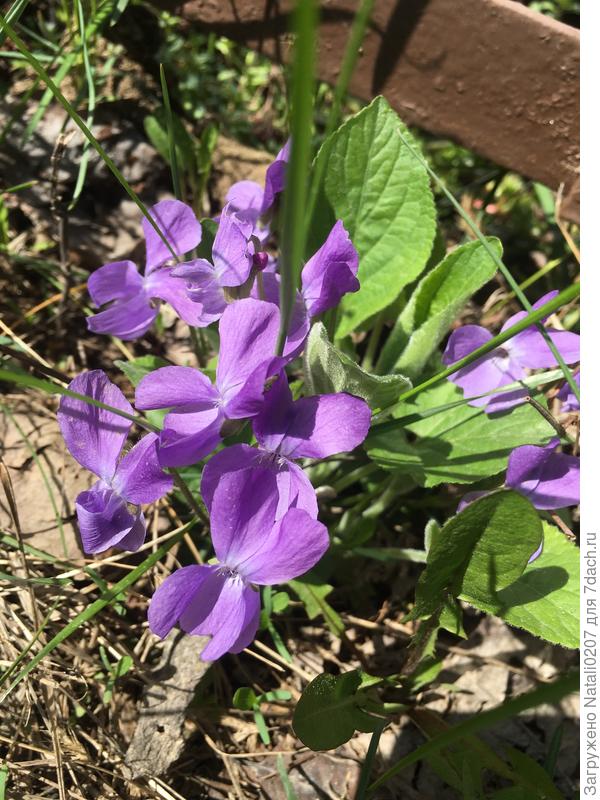 И ещё фиалки