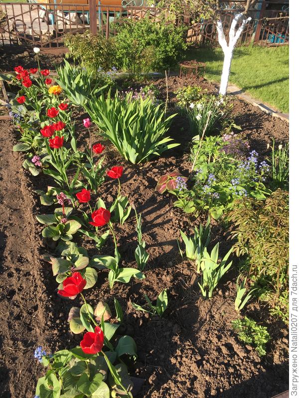 Весенние тюльпаны