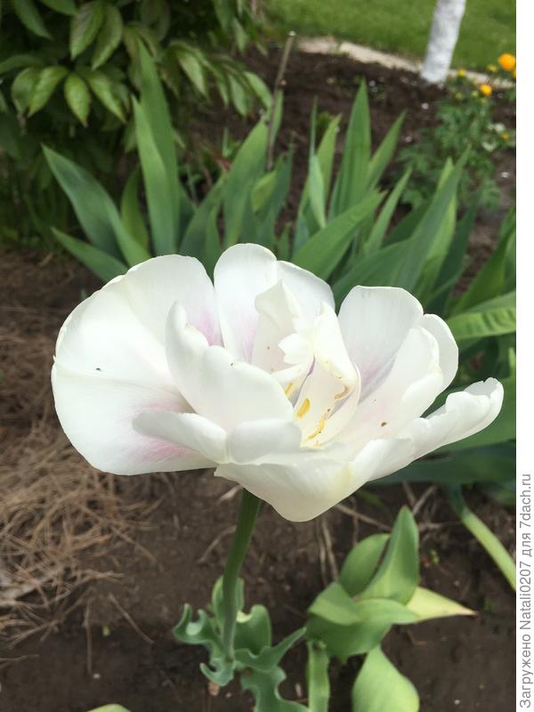 И ещё тюльран